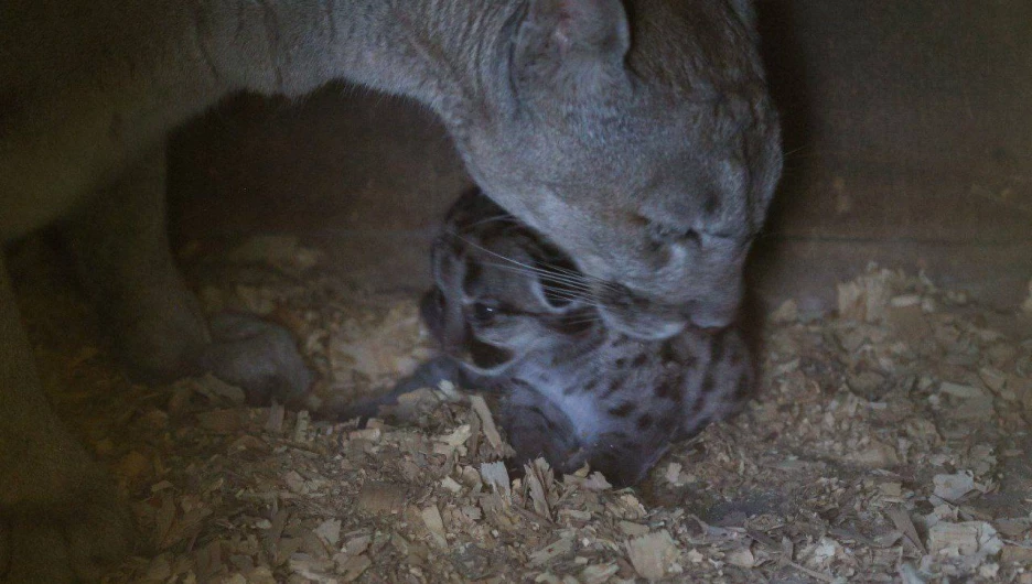 В барнаульском зоопарке родились пумы 