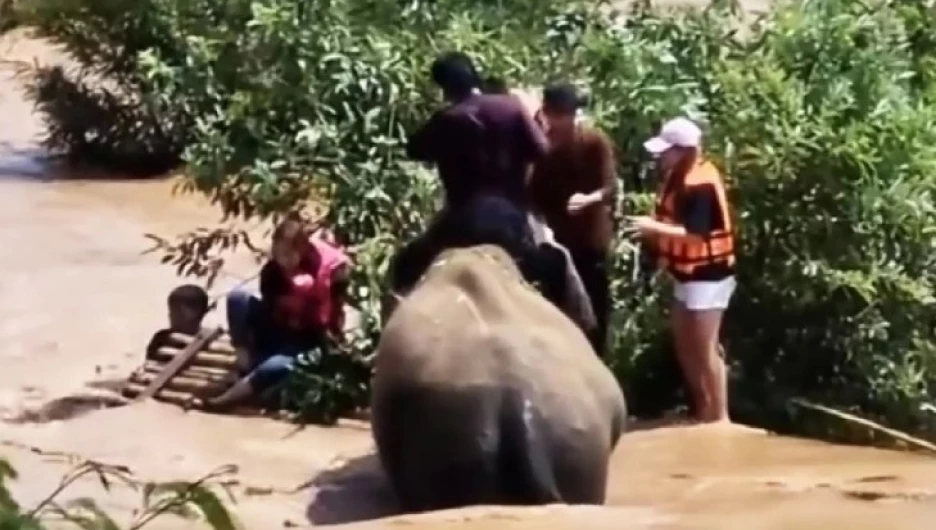 Слон спас тонущих туристов.