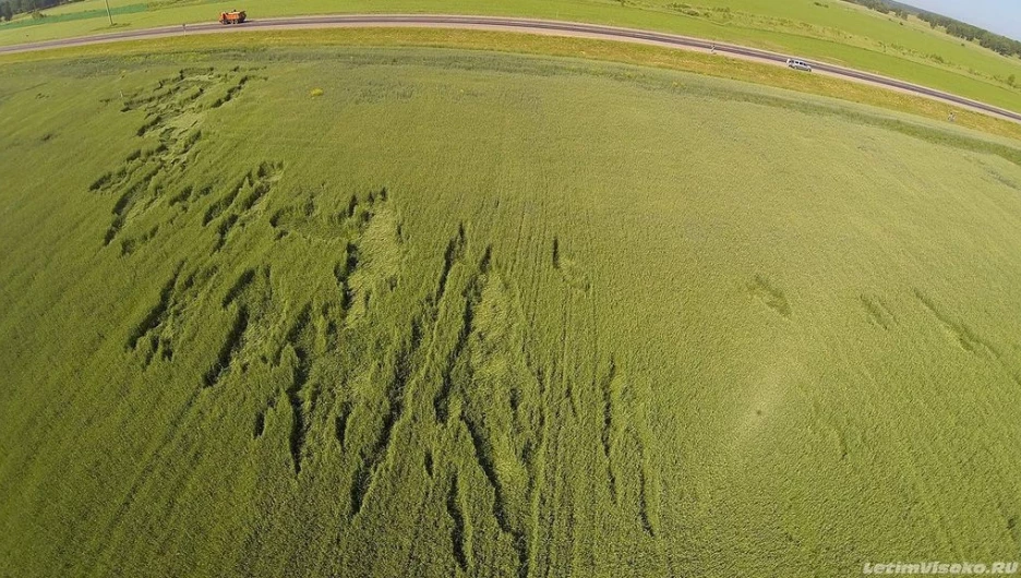 Таинственные круги появились на пшеничном поле под Троицком. Алтайский край, 1 июля 2014 года.
