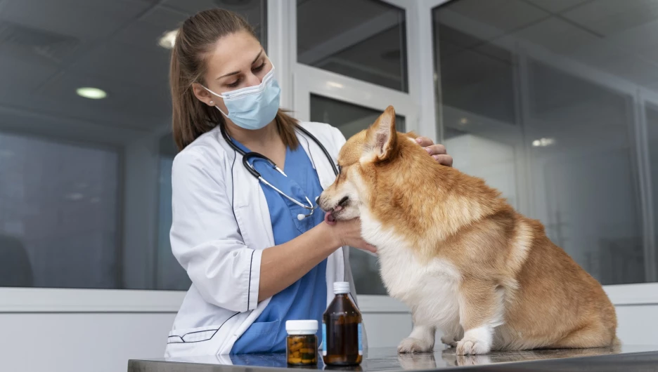 Ветеринар осматривает собаку.