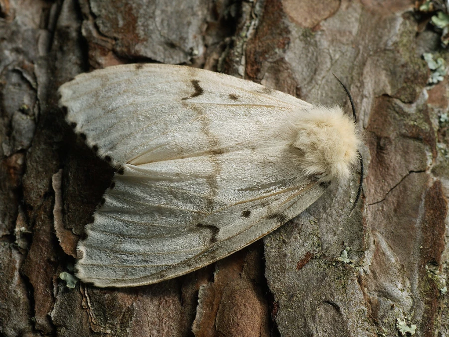 Непарный шелкопряд (Lymantria dispar), бабочка-вредитель.