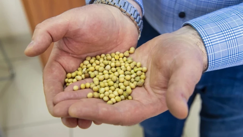 Алтайский горох