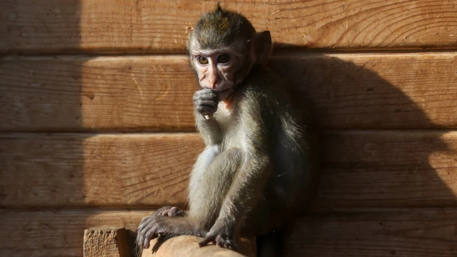 Яванские макаки