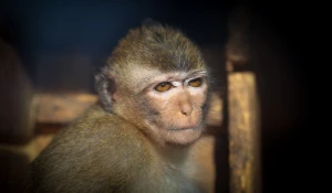 Яванские макаки