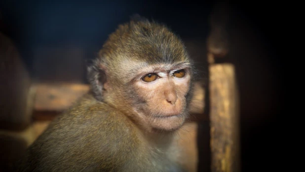 Яванские макаки