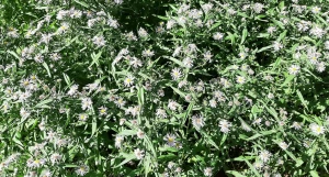 Цветы в барнаульских клумбах.