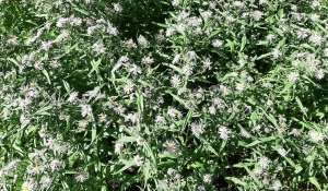 Цветы в барнаульских клумбах.