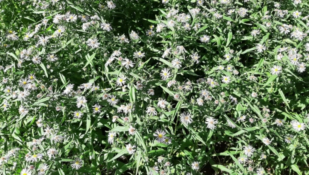 Цветы в барнаульских клумбах.