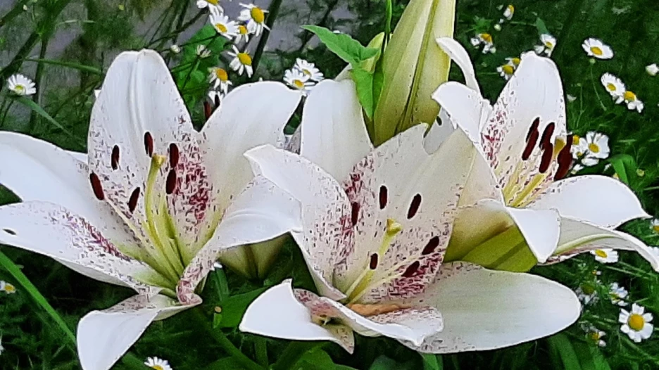 Цветы в барнаульских клумбах.