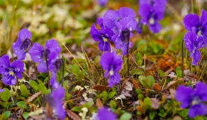 Цветы в Алтайском заповеднике. 