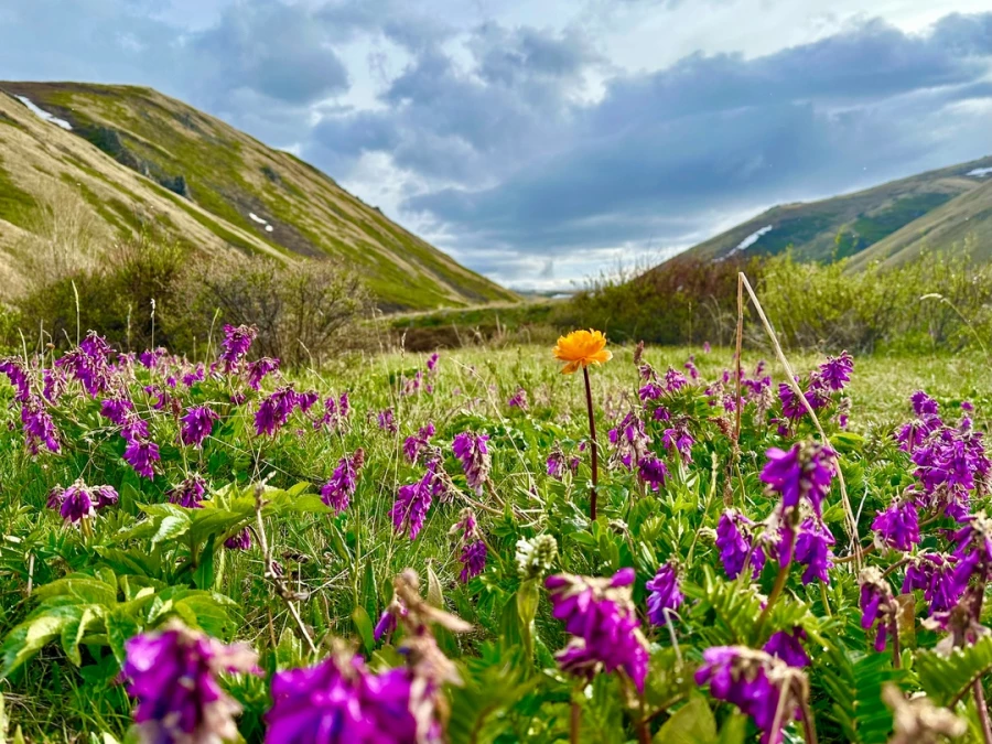 Цветы в Алтайском заповеднике. 