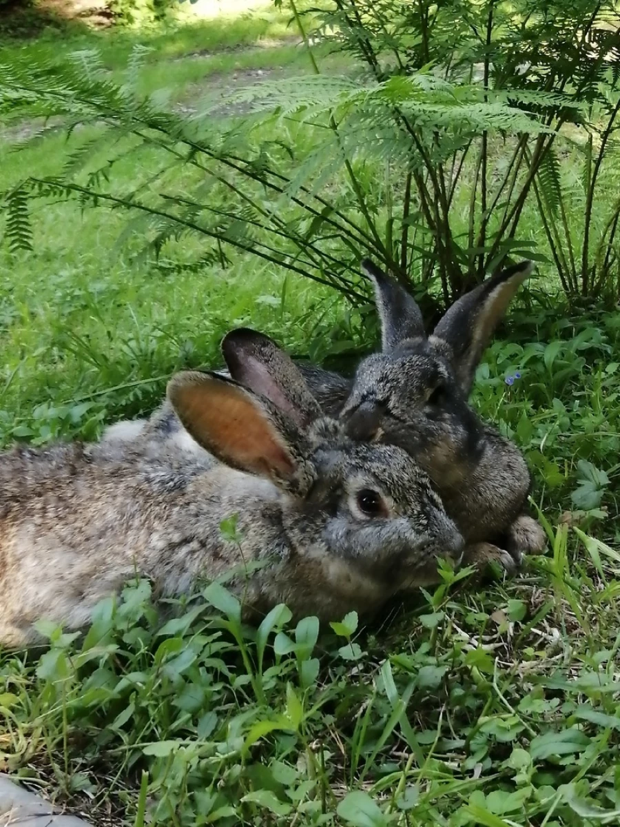 Кролики на базе