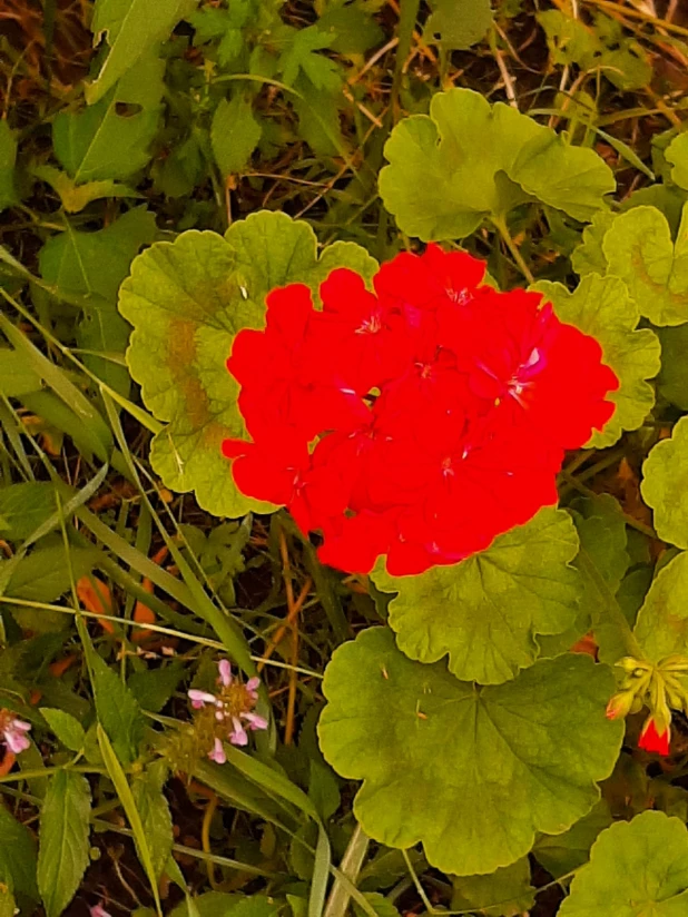 Барнаульские цветы.