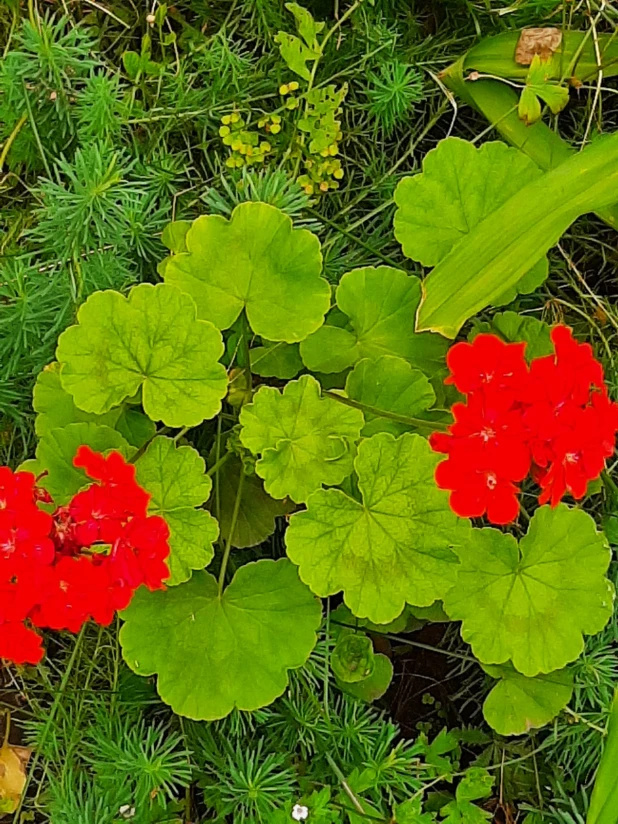 Барнаульские цветы.