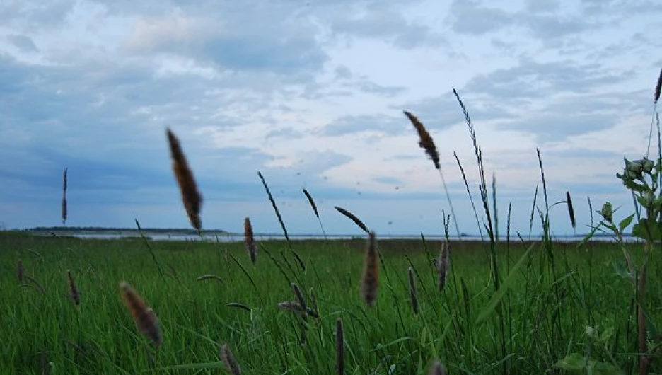 Алтайское село Крутиха.