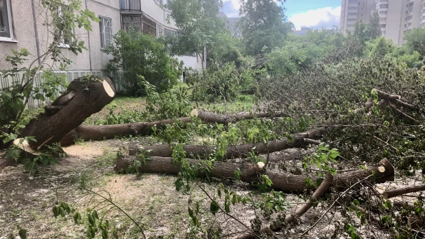 Вырубка деревьев в Барнауле.