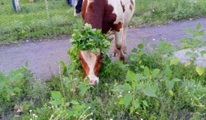 Бродячие коровы. 