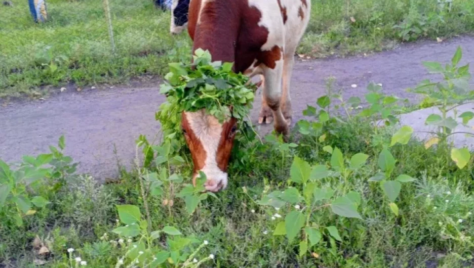 Бродячие коровы. 