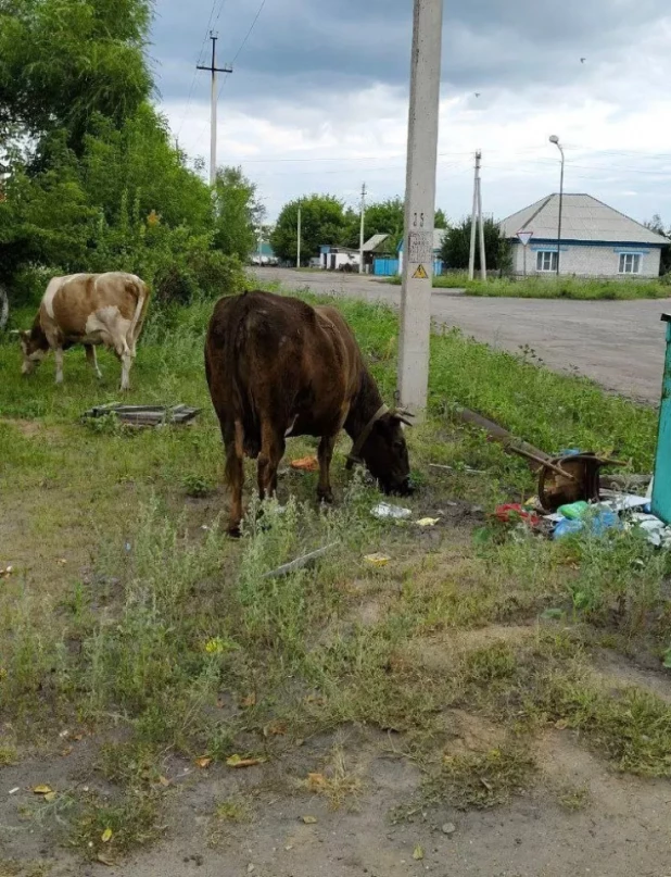 Бродячие коровы. 