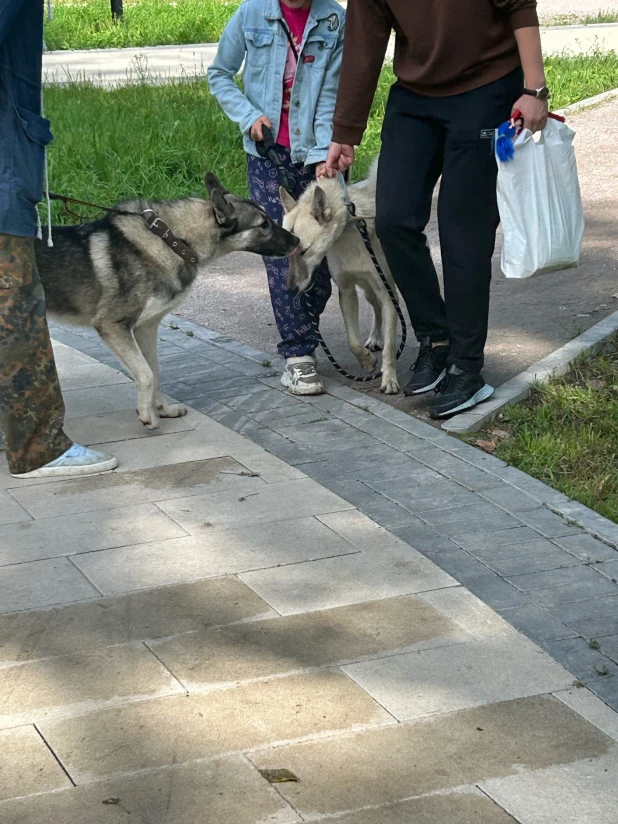 Выставка охотничьих собак в парке.