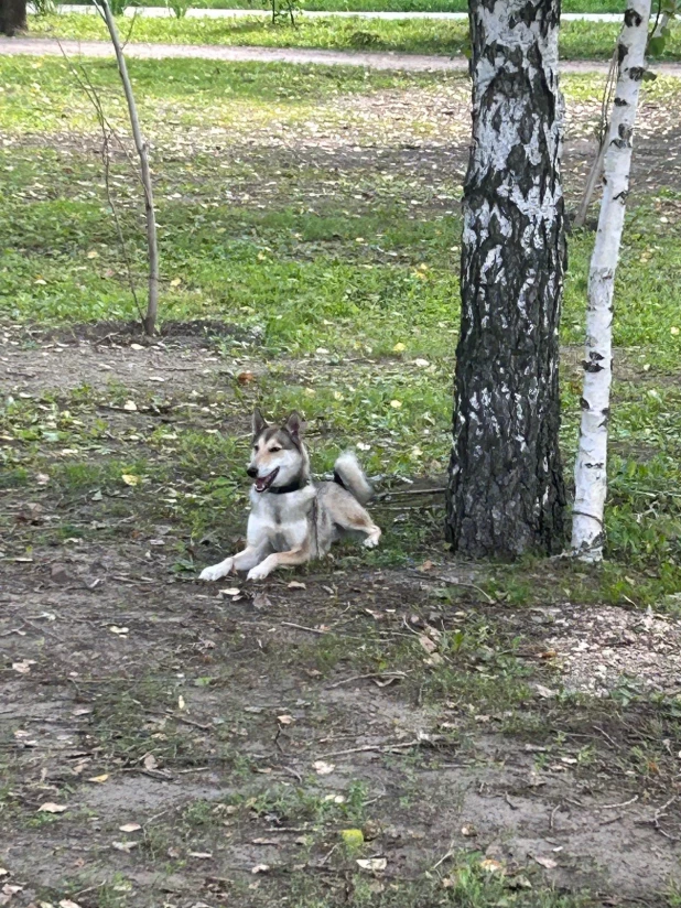 Выставка охотничьих собак в парке.