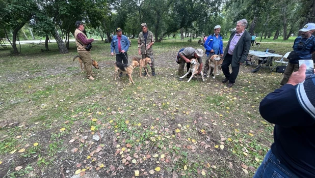 Выставка охотничьих собак в парке.