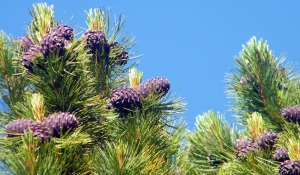 Алтайский кедр.