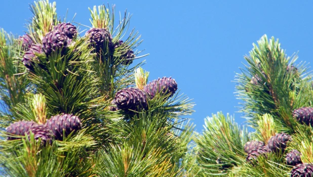 Алтайский кедр.