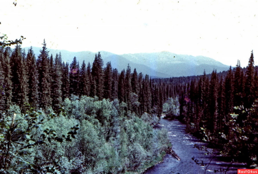 Природа Прителецкого Алтая, Кедроград на реке Пыжа, 1967 год.