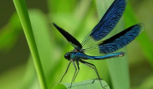 Стрекоза-красотка.