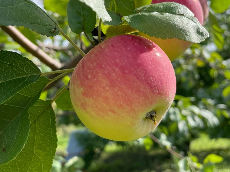 Барнаульские яблоки.