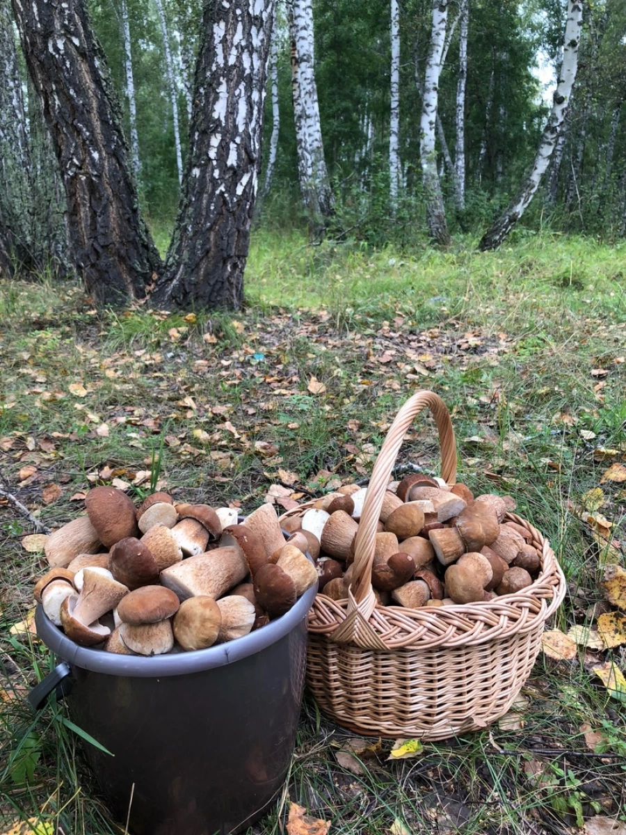 Белые грибы пошли в Алтайском крае.