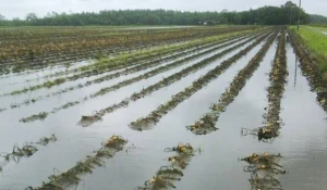 Вода в полях