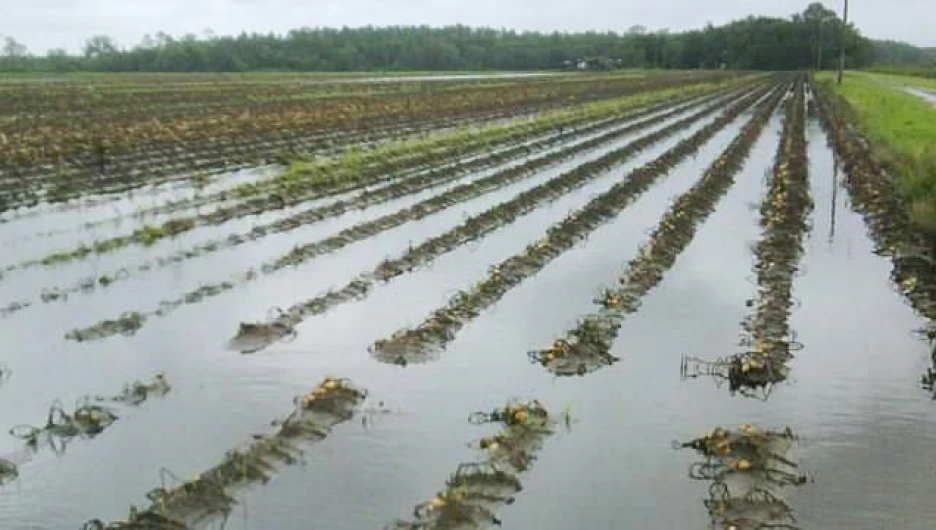 Вода в полях