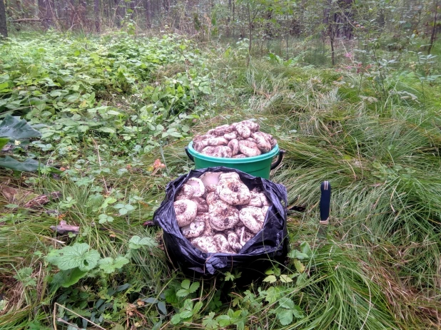 Алтайские грибники радуются изобилию груздей.