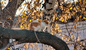 Осень в Барнауле.