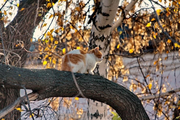 Осень в Барнауле.