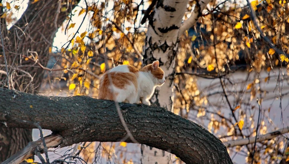 Осень в Барнауле.