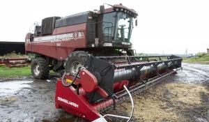 Рапс в полях