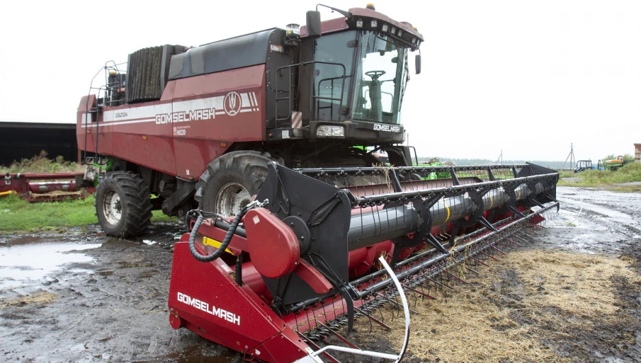 Рапс в полях