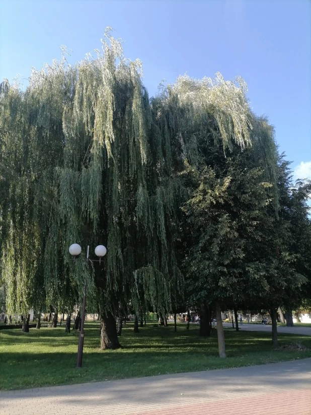 Гродно. Парк Жилибера. 