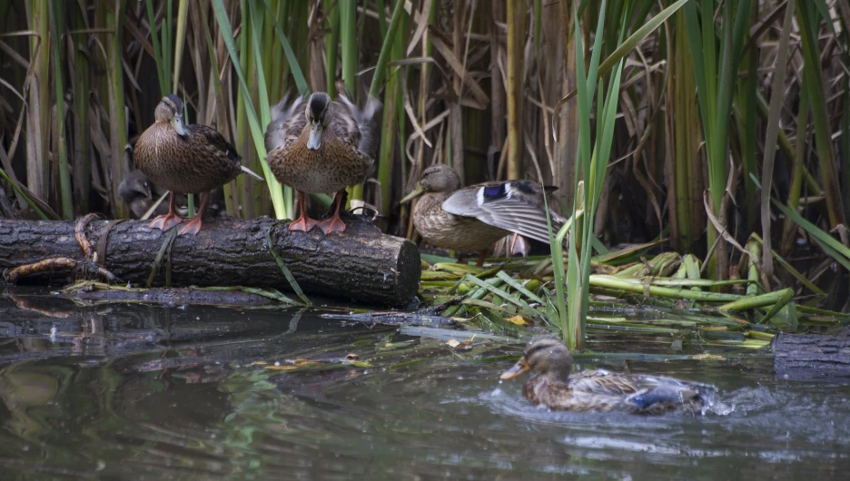 Парк "Юбилейный", 2024 год.