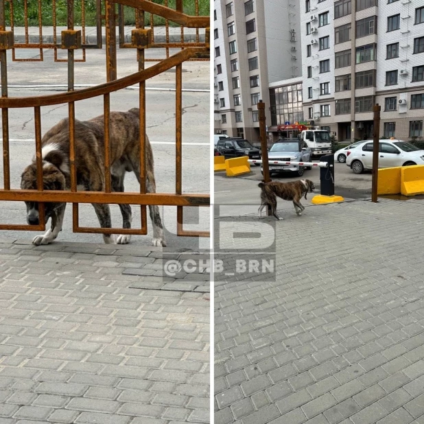 В Барнауле возле жилого дома бегает агрессивная собака.