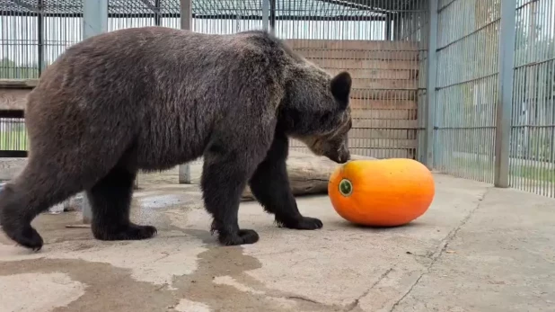 Медведица Глаша.