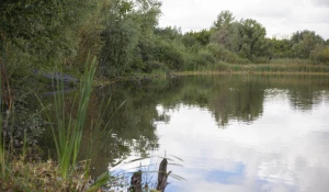 Безымянное озеро, которое расположено в районе пересечения улиц Малахова и Гущина.