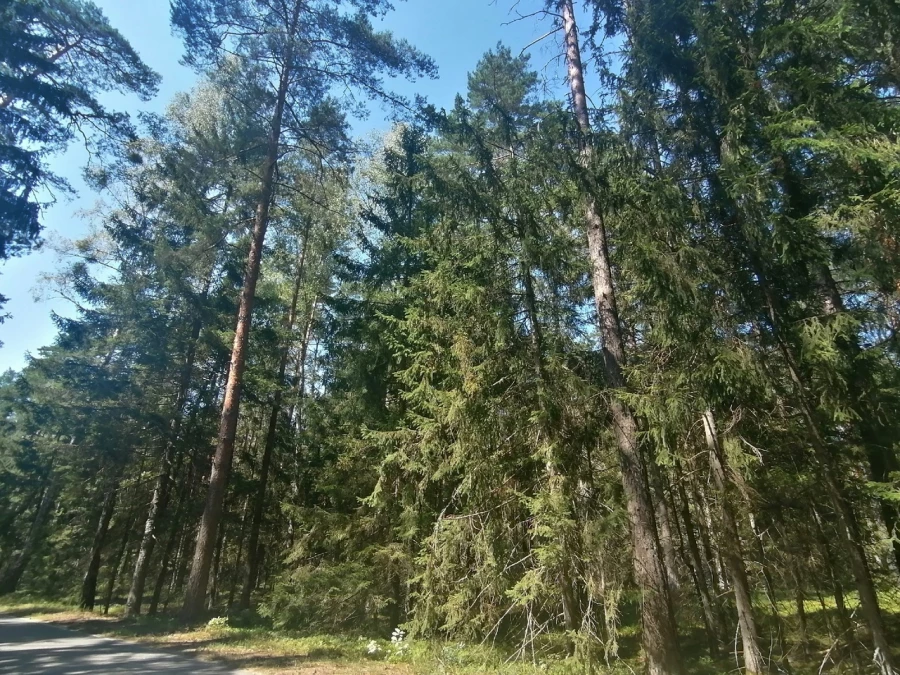 Беловежская пуща, Брестская область.