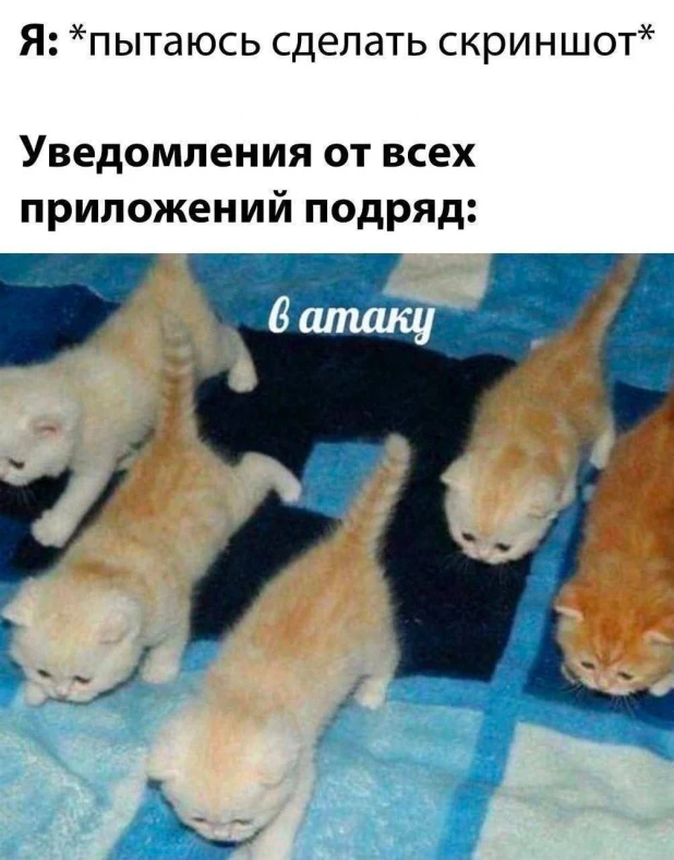 Самые смешные мемы с самыми милыми котами 