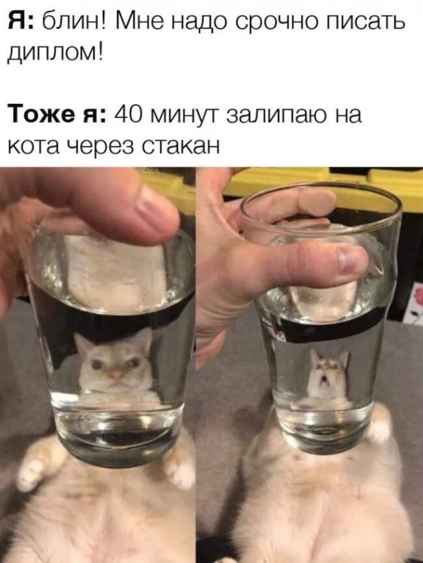 Самые смешные мемы с самыми милыми котами 