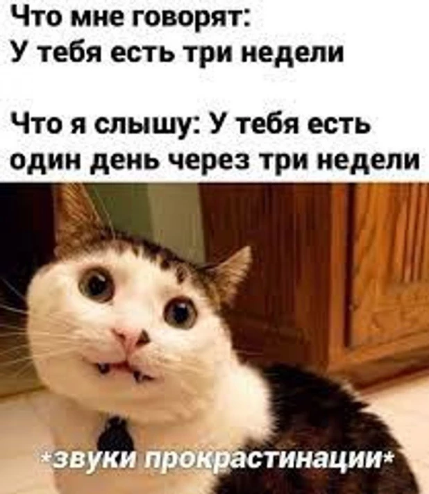 Самые смешные мемы с самыми милыми котами 