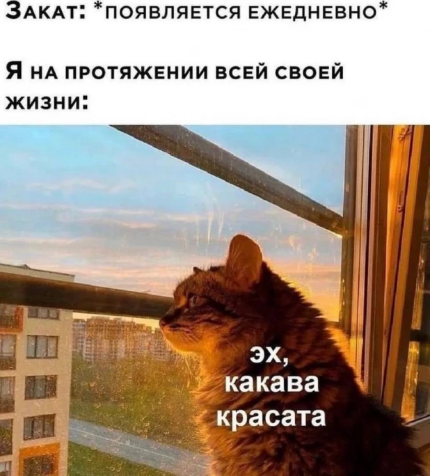 Самые смешные мемы с самыми милыми котами 